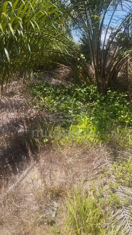 Palm Oil Plantation For Sale 1
