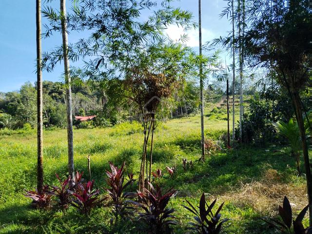 Tanah Nami Lama Padang Terap untuk tapak rumah,dusun,kebun atau Aset 5