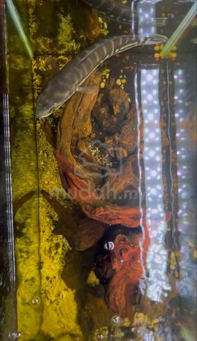 Carousel Image Selected