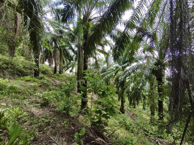 Kluang Agriculture Land 1