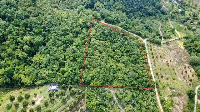Tanah kebun 3 ekar untuk dijual 1