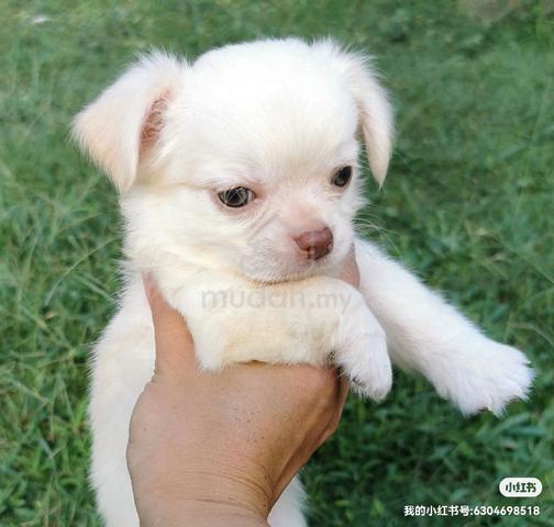 Chihuahua ~1 - photo 2 of 5