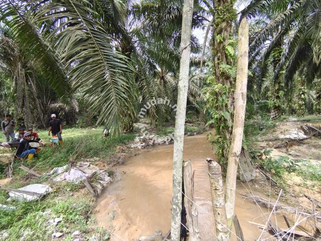 65 acres Oil Palm Close to Main Road Kota Tinggi 1