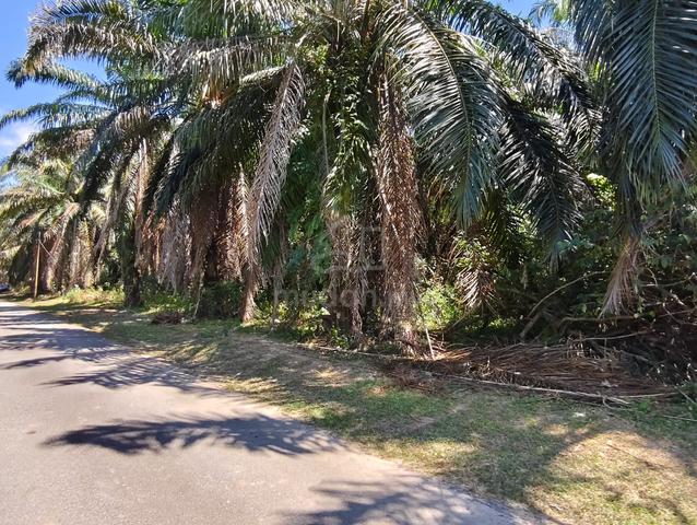 Dusun Land @ Bandar Springhill, [kg. Sg. Sendayan] Port Dickson, N9 1