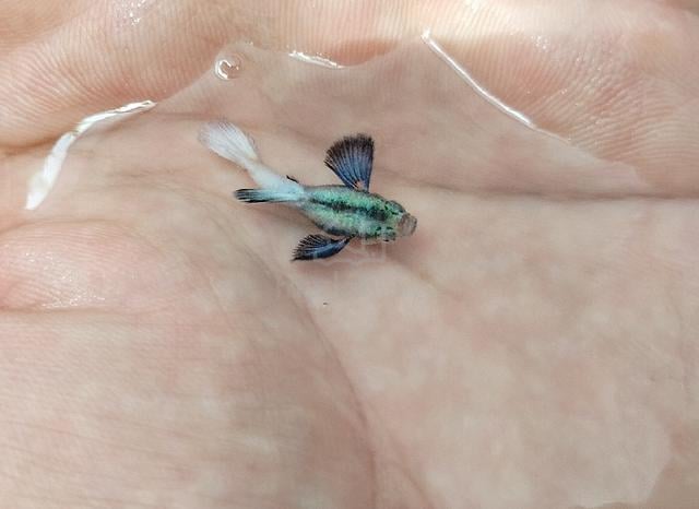 ikan guppy dumbo white short body - photo 3 of 4