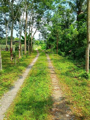 Kebun sawit untuk di jual kawasan wang perah 1