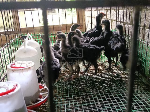 Anak Ayam Black Australop  - photo 4 of 4