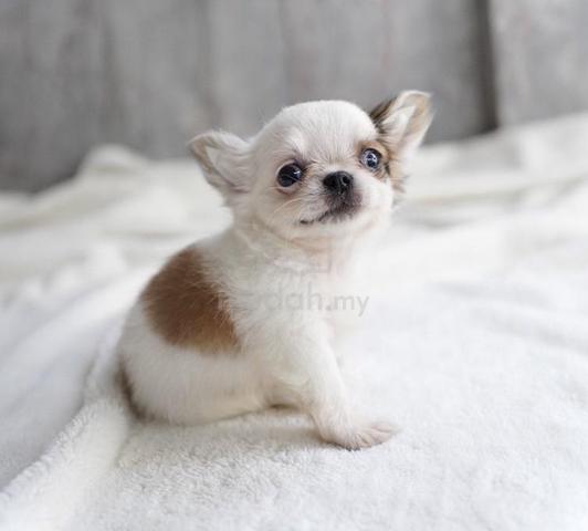 C78 CHIHUAHUA PUPPIES 🐻 Head apple long hairs - Pets for