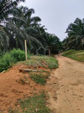 Tanah Pertanian 3 Ekar Murah 2