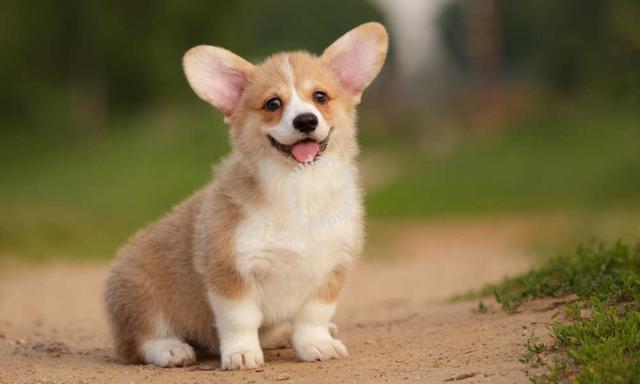 2 month old store corgi