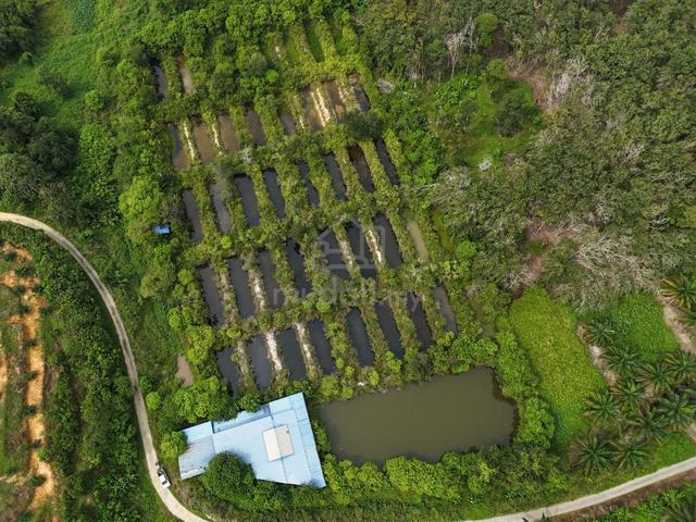 Kuala Kangsar, Perak / Agriculture Land For Sale / FREEHOLD / 4 Acres 1