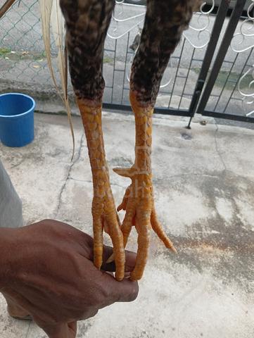 Ayam sabung Magon  - photo 3 of 3