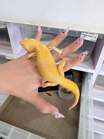 Sunglow Leopard Gecko - photo 2 of 3