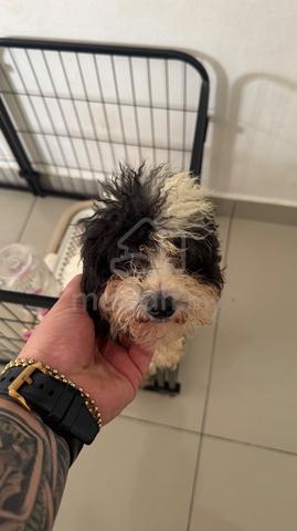 Poodle Puppy for Sale – Lovely & Healthy - photo 4 of 6