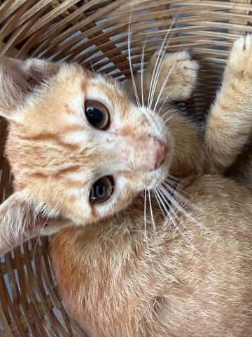 yellow cute kitten - photo 6 of 6