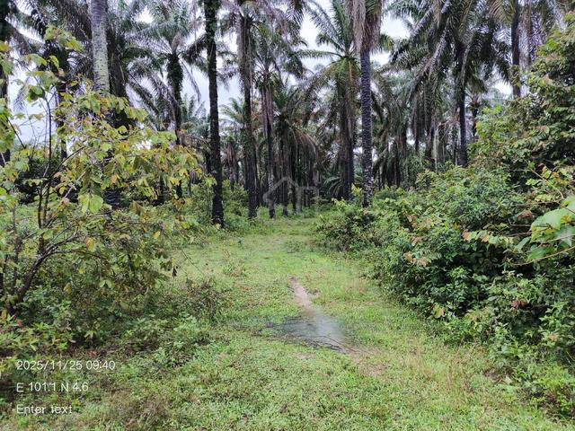Ex Oil Palm land. 1