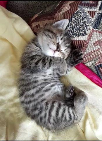 kitten comel - photo 3 of 6