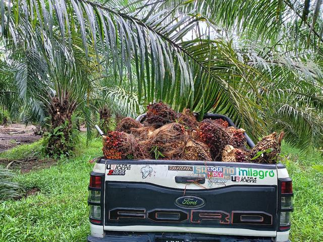 Tanah Sawit 1 Ekar Siap Pokok 6 Tahun 1