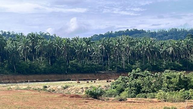Lot Banglo murah di batu Puith dekat area Kerteh - Geran Siap 1