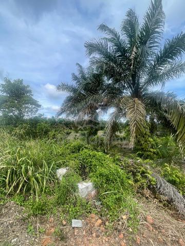 Tanah Pertanian Kelapa Sawit Parit Puteri Menangis Pontian Good Invest 3