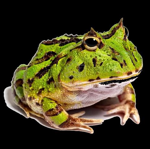 pacman katak frog - photo 2 of 3
