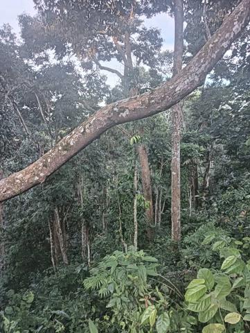 Dusun Durian Kampung 4