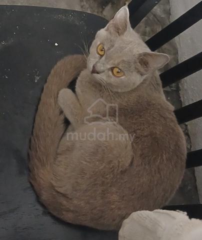 Carousel Image Selected