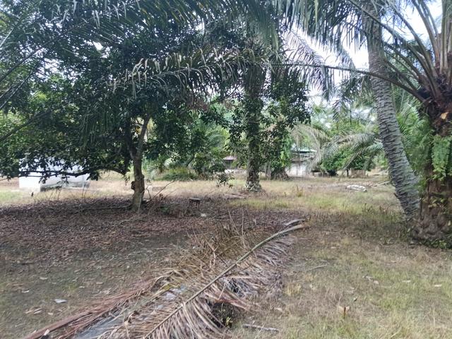 Agriculture Land in Temerloh, Trong 1