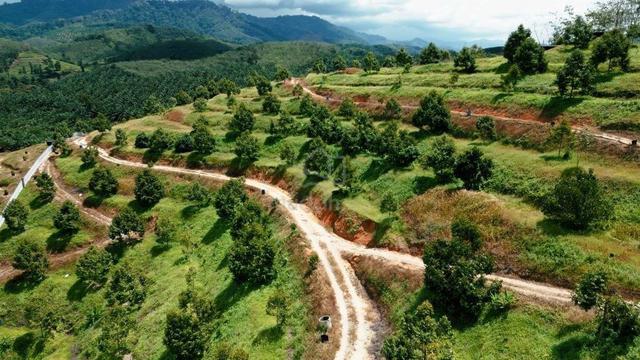 Pahang Bentong Sri Jaya Maran 1000acre Durian Farm Ready Harvest 1