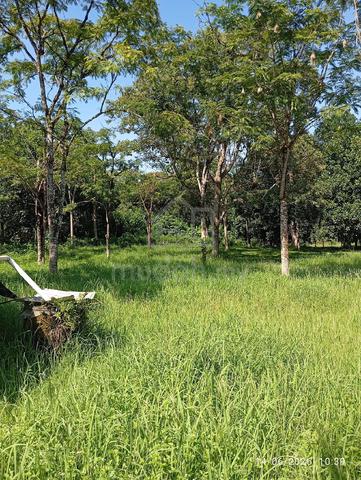 Dusun Di Yan Kedah Untuk Di Jual 1