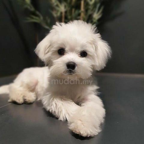 Carousel Image Selected