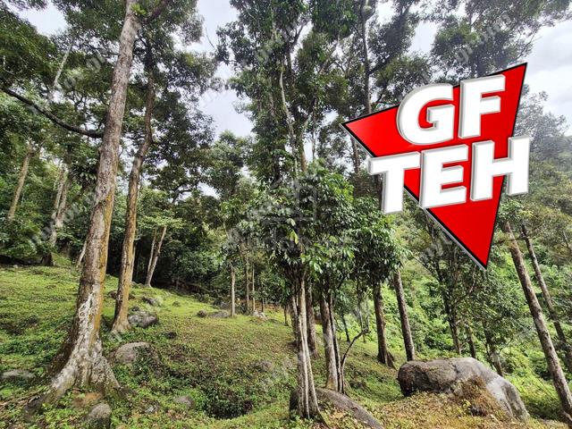 6.35acres Agricultural Land Durian Farm Sungai Lembu BM Penang 1