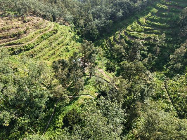 Durian Farm Ayer Putih Kulim 6.1 Acres 265716sqft 1