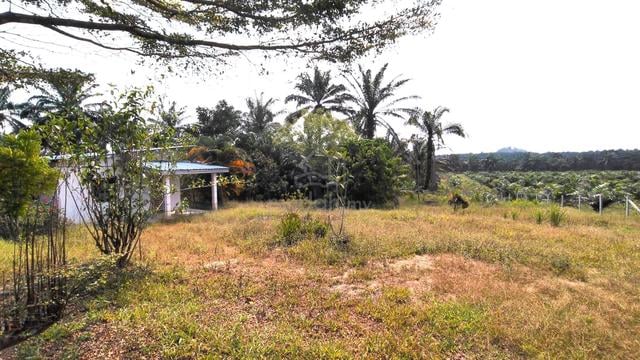 AKSES JALAN, KAWASAN LUAS, Tanah sawit untuk dijual di Machap 1