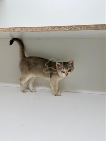 bsh mix - photo 2 of 4