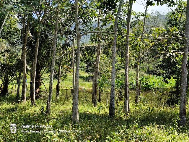 Tanah Kebun di kg Perik Kuala Nerang 1