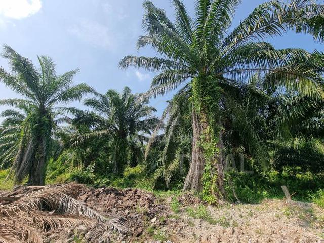 Jenjarom Residential Land 8 Acres Mature Area Freehold! Non Bumi! 1