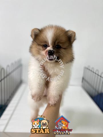 how do you potty train a pomeranian