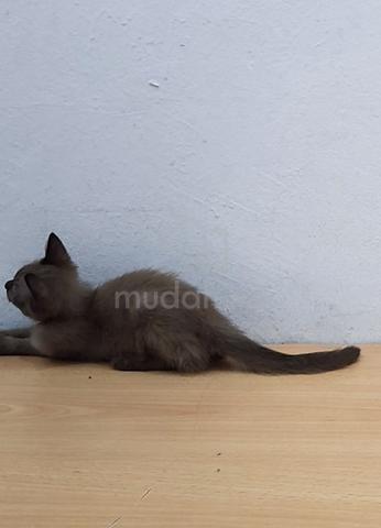 Kitten Male Siam+burmese - photo 6 of 6