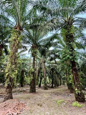 Pontian Agriculture 8 Acres Freehold 1