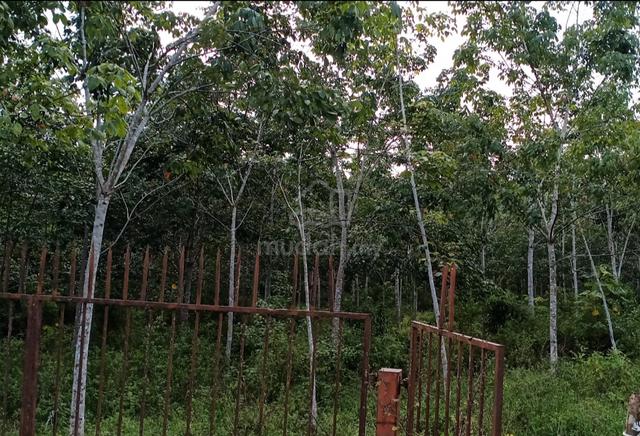 Batu Talam, Raub Pahang 1
