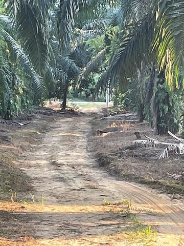 Kebun pokok kelapa sawit 4 ekar untuk di jual di Jenderam Hulu 1