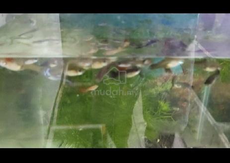 Carousel Image