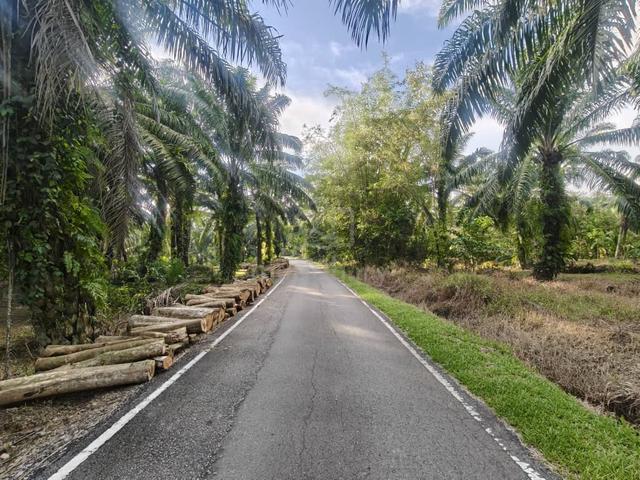 Kukup Oil Palm Agricultural Land For Sale 1