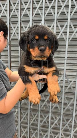 rottweiler - photo 2 of 5