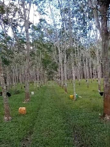 Segamat Agricultural Land For Sale 1