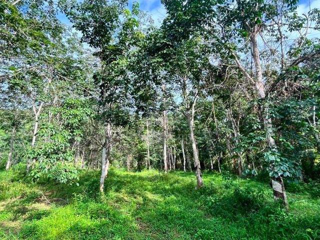 Tanah Kebun Getah Untuk Dijual 1