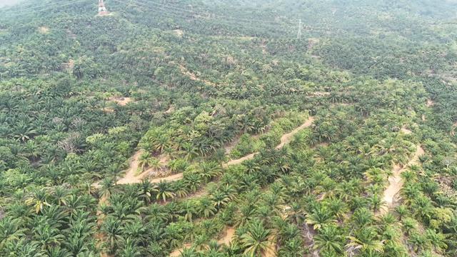 CL Land | 100 acres | Palm Oil | 5km from Mainroad | Beaufort | 1