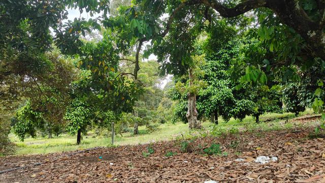 Machang Bubok, Penang Land For Sale 1