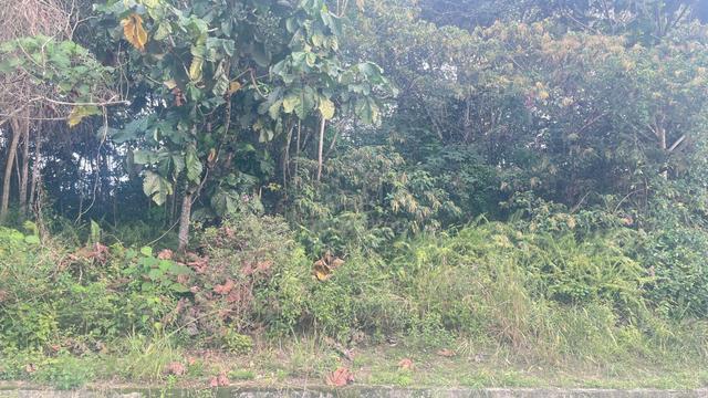 College Height Garden Resort Bungalow Land Gated Guarded Non Bumi Lot 1
